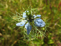 Nigella damascena