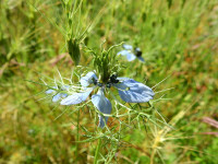 Nigella damascena