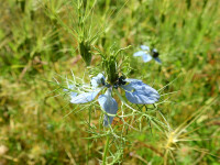 Nigella damascena