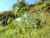 Nigella damascena