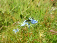 Nigella damascena