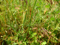 Nigella damascena