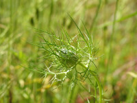 Nigella damascena