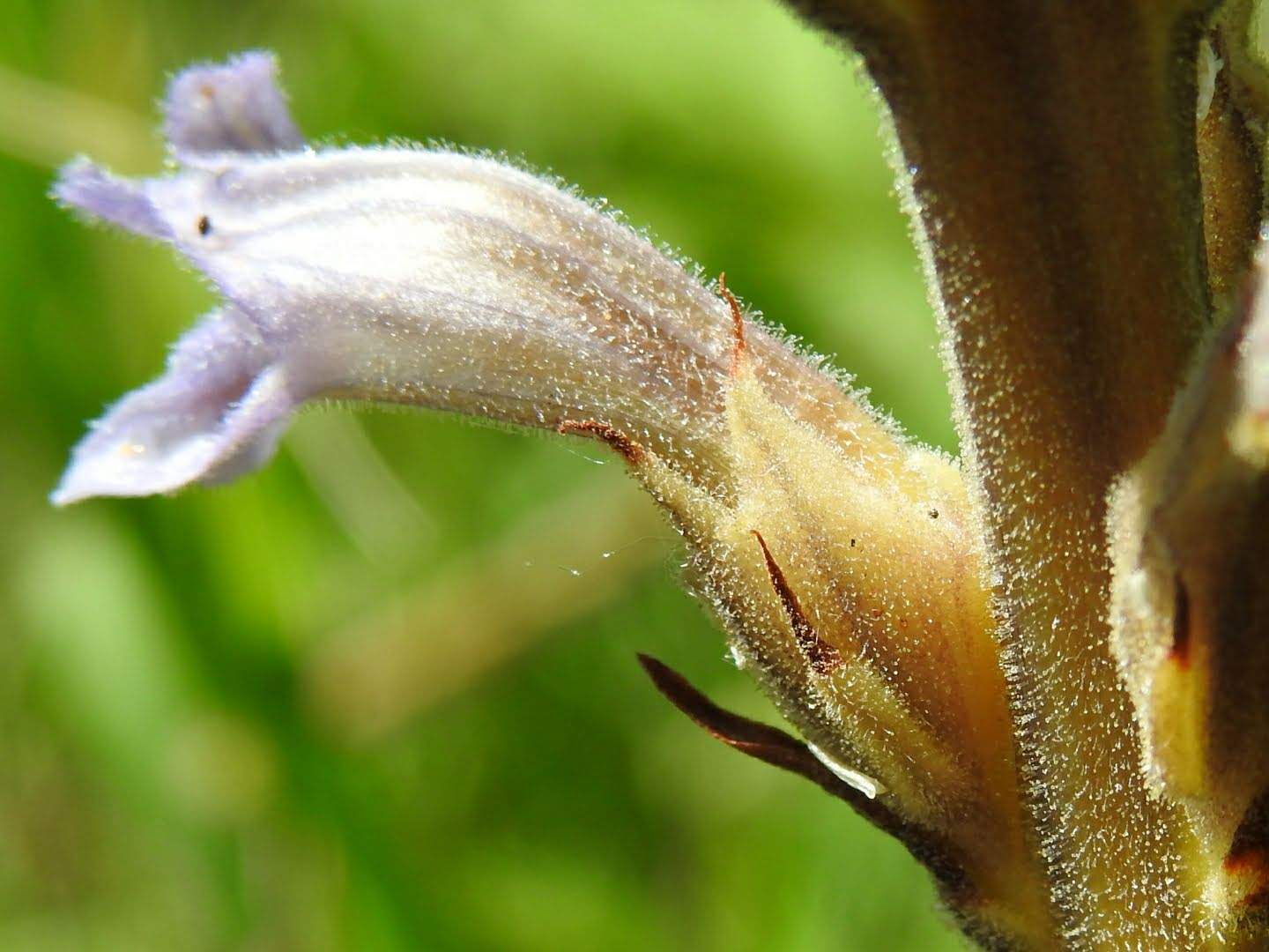 Phelipanche purpurea