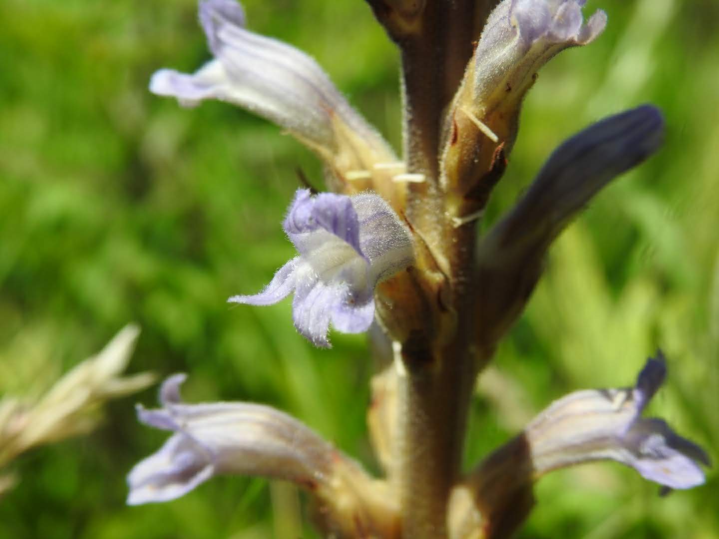 Phelipanche purpurea