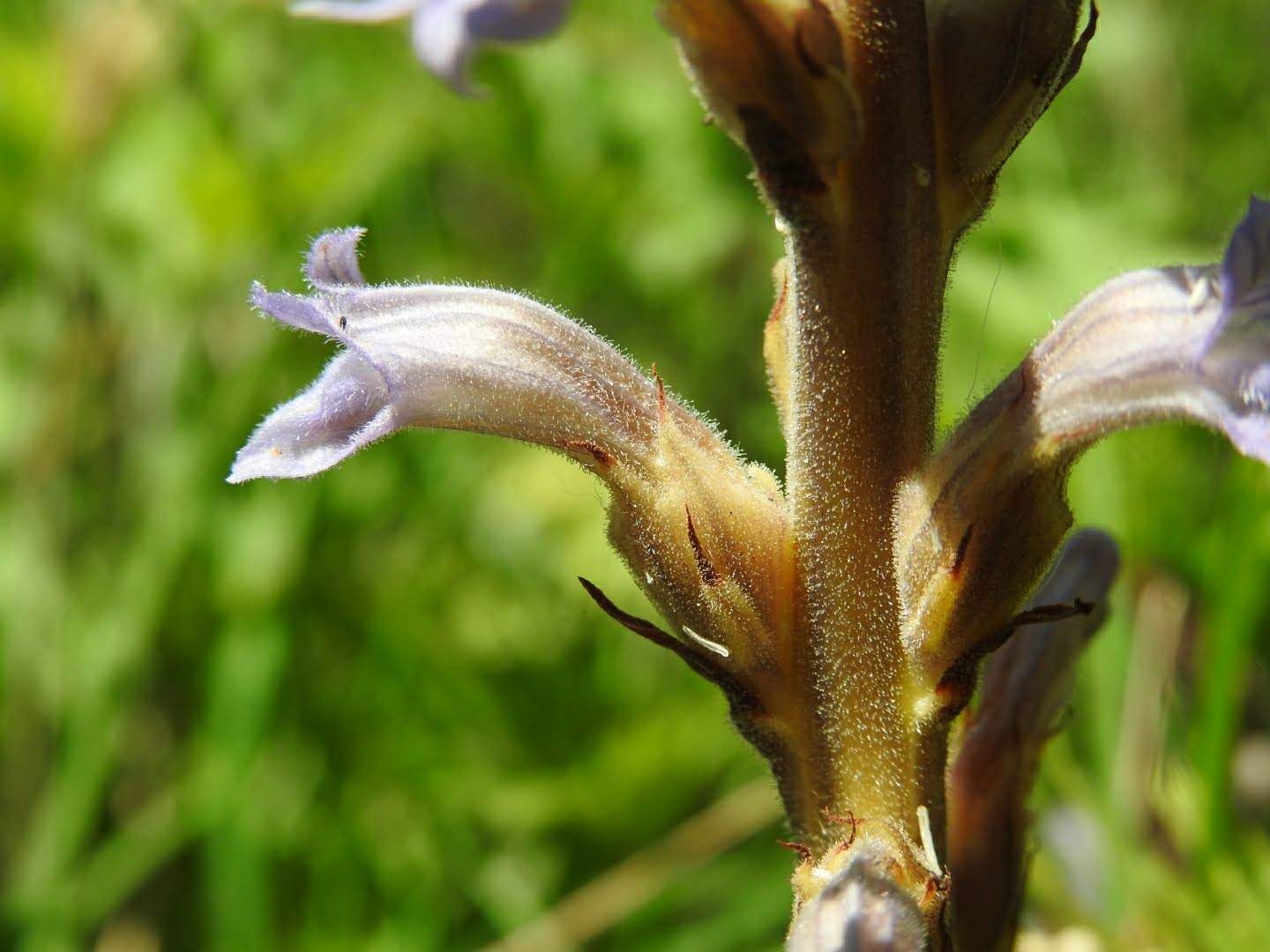 Phelipanche purpurea
