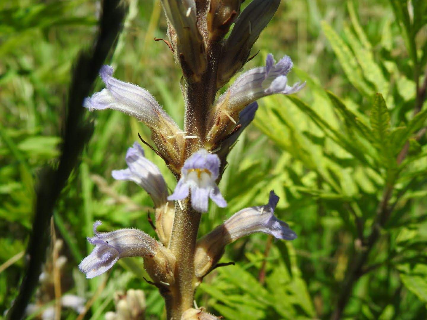 Phelipanche purpurea