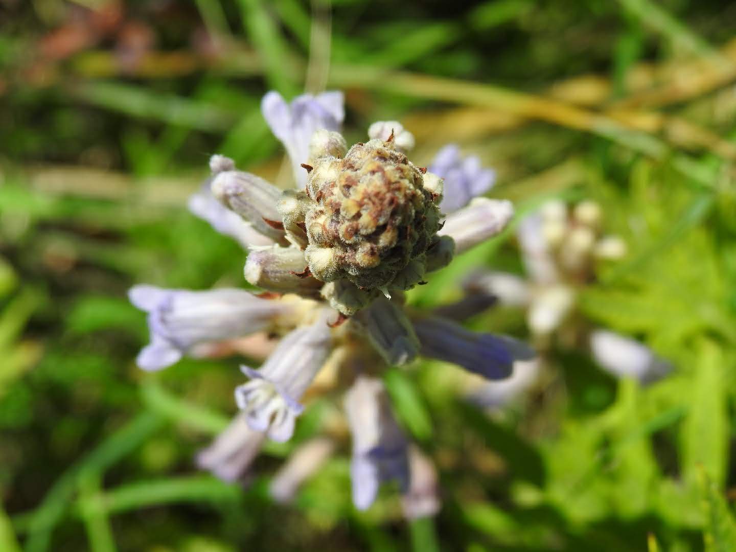 Phelipanche purpurea