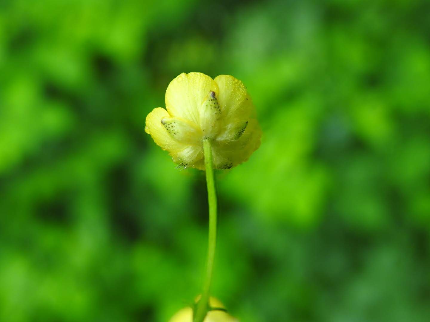 Ranunculus repens