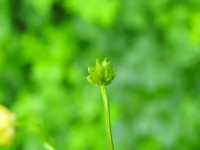 Ranunculus repens