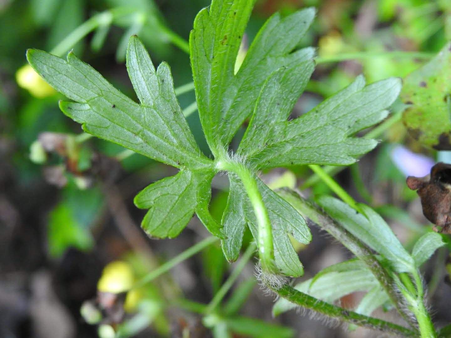 Ranunculus repens