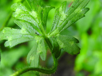 Ranunculus repens