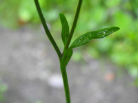 Ranunculus repens