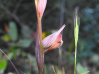 Serapias vomeracea