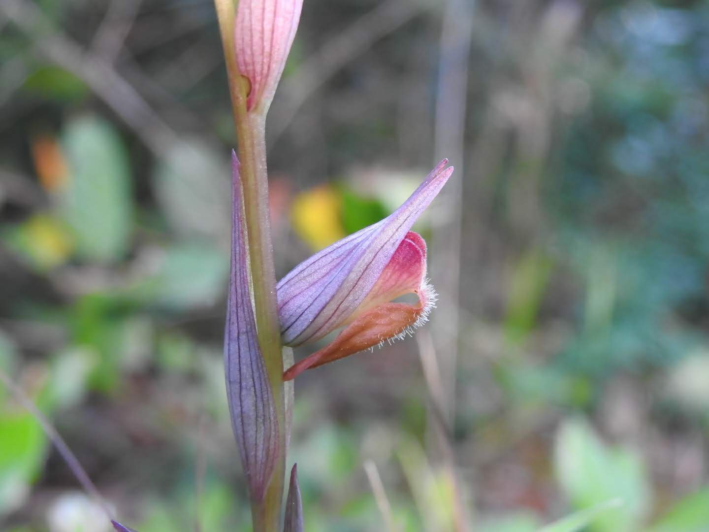 Serapias vomeracea