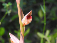 Serapias vomeracea