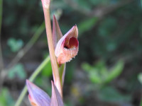 Serapias vomeracea