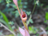 Serapias vomeracea