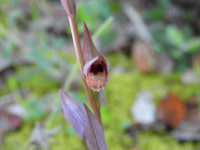 Serapias vomeracea