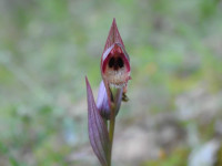 Serapias vomeracea