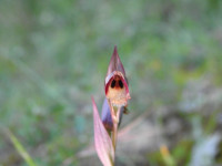 Serapias vomeracea