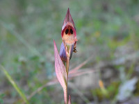 Serapias vomeracea
