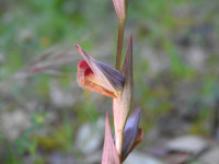 Serapias vomeracea