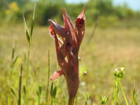 Serapias vomeracea