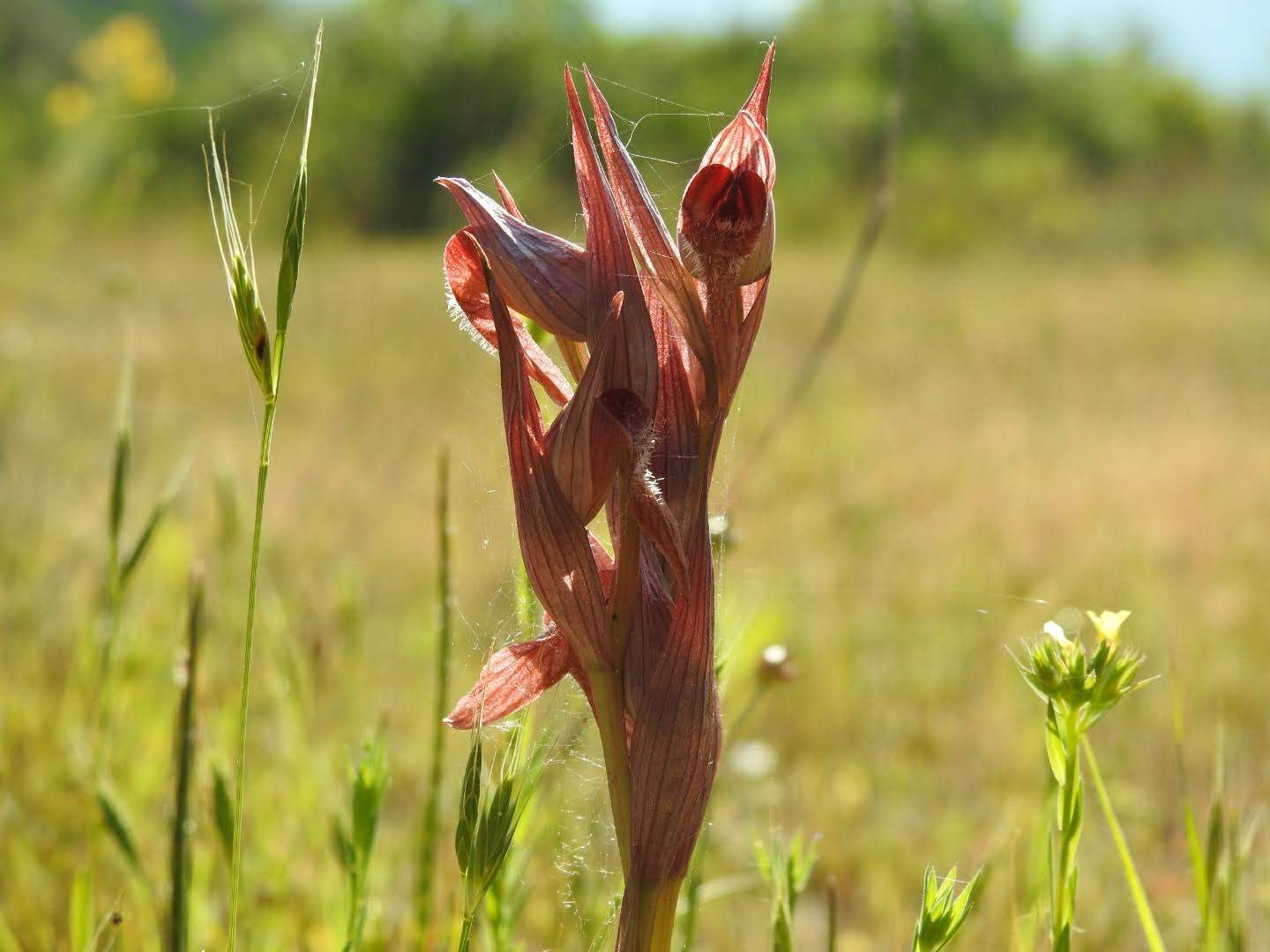 Serapias vomeracea