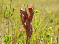 Serapias vomeracea