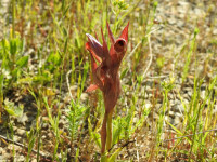 Serapias vomeracea