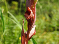 Serapias vomeracea