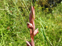 Serapias vomeracea