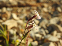 Silene gallica