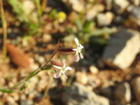 Silene gallica