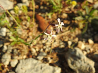 Silene gallica