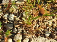 Silene gallica
