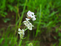 Silene gallica