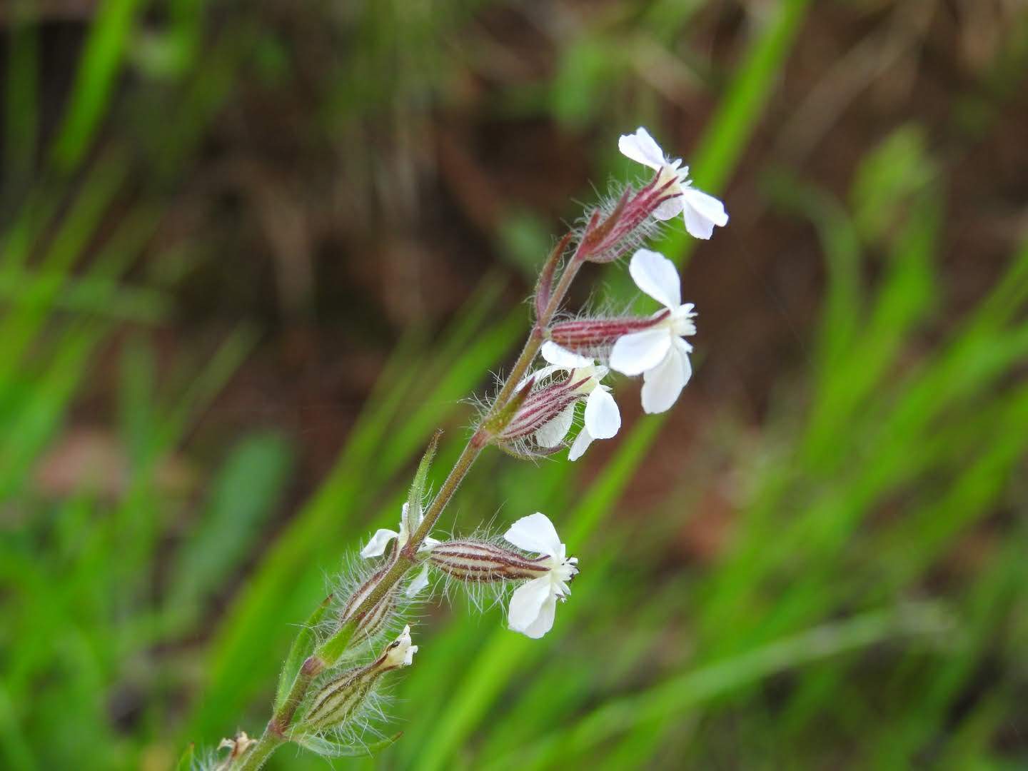Silene gallica