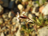 Silene gallica