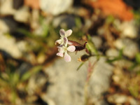 Silene gallica