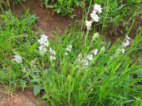 Silene gallica