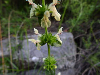 Stachys recta