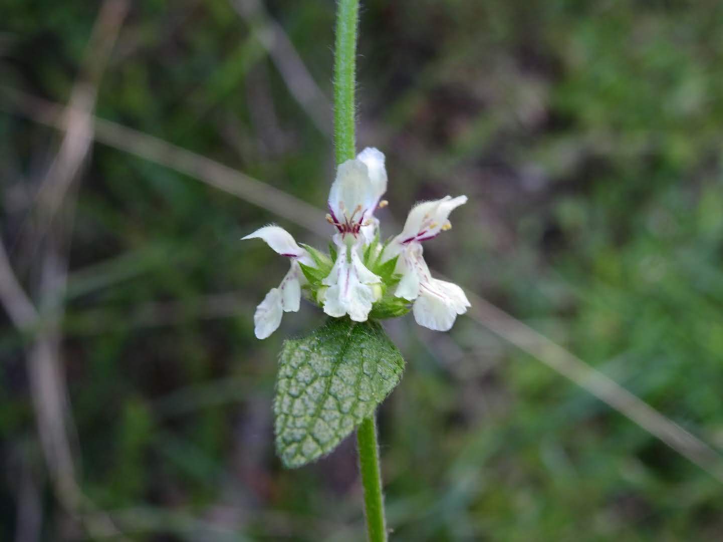 Stachys recta