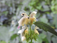 Stachys recta