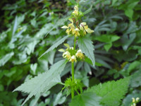 Stachys recta