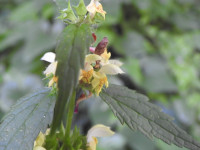 Stachys recta