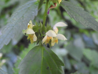 Stachys recta