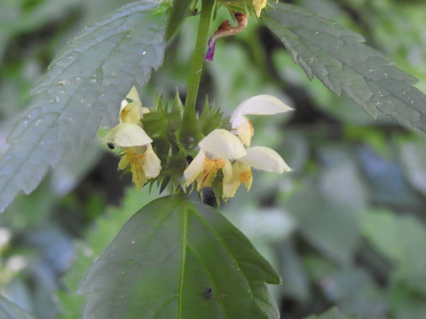 Stachys recta