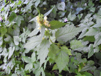 Stachys recta